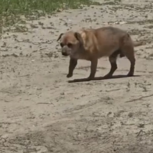 Bărbat amendat cu 12.000 de lei pentru abandonarea unui câine în stațiunea Mamaia