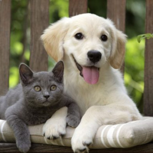 CJUE consideră animalele de companie drept „bagaje” în transportul aerian