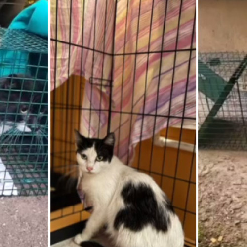 Voluntarii salvează animale blocate în blocul distrus de explozia din Rahova